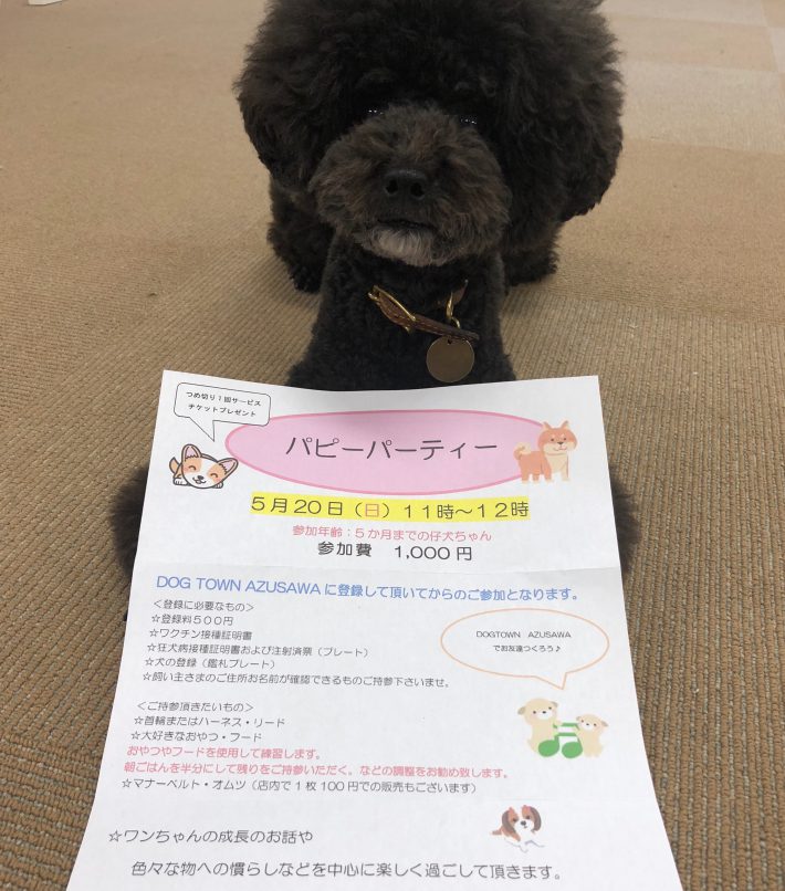 パピーパーティー開催のお知らせです☆☆ DOG TOWN AZUSAWA